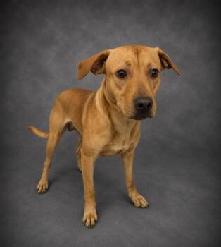 WALDO -  American Bulldog and Mixed Breed Dog for Adoption in Winter Haven, Florida - WALDO | PetCurious