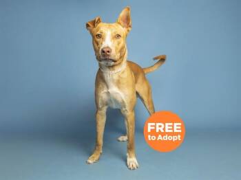 Labrador Retriever and Mixed Breed Dogs Available for Adoption in Phoenix, Arizona - LOLO | PetCurious