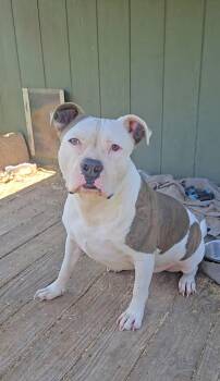 Rescue American Staffordshire Terrier Dogs for Adoption in Plano, Texas - Ethan | PetCurious