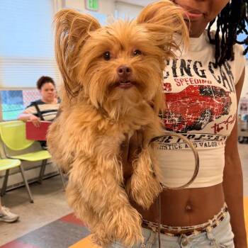 Foxy -  Mixed Breed Dog for Adoption in Philadelphia, Pennsylvania - Foxy | PetCurious