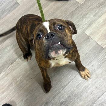 Ladybug -  English Bulldog and Mixed Breed Dog for Adoption in Newark, New Jersey - Ladybug | PetCurious