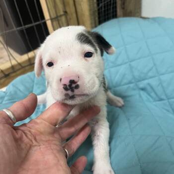 Monday -  Mixed Breed Dog for Adoption in Frederiksted, St. Croix - Monday | PetCurious