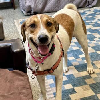 Sasha -  Great Pyrenees and Mixed Breed Dog for Adoption in Falls Church, Virginia - Sasha | PetCurious