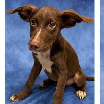 Bunny -  Labrador Retriever and Terrier Dog for Adoption in Tampa, Florida - Bunny | PetCurious