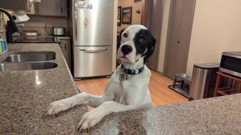 Pointer Dogs Available for Adoption - Available For Adoption - Hummer (IL, USA) | PetCurious