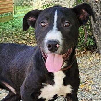 Pit Bull Terrier Dogs Available for Adoption - Gino | PetCurious