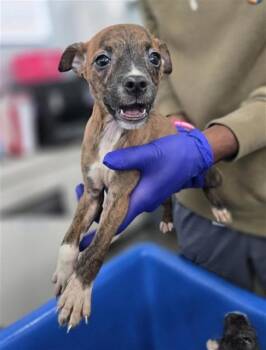 Chihuahua Dogs Available for Adoption in Portland, Maine - Hazelnut | PetCurious