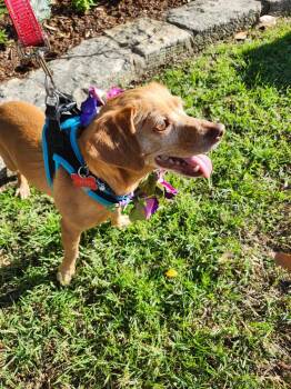 Dachshund Dogs Available for Adoption in Mustang, Oklahoma - LUVBUG | PetCurious