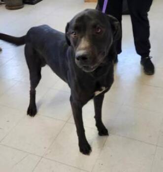 Labrador Retriever Dogs Available for Adoption in Kingman, Arizona - Scout | PetCurious
