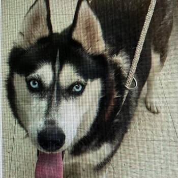 Lucy Lou -  Husky Dog for Adoption in Springboro, Ohio - Lucy Lou | PetCurious