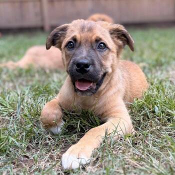 Clove -  Hound and Shepherd Dog for Adoption in Durham, North Carolina - Clove | PetCurious