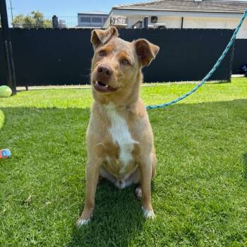 Sydney -  Cattle Dog Dog for Adoption in Hawthorne, California - Sydney | PetCurious