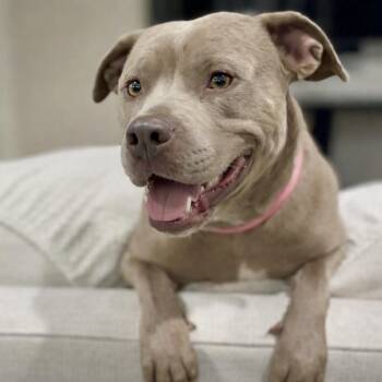Pit Bull Terrier Dogs Available for Adoption - Jellybean | PetCurious