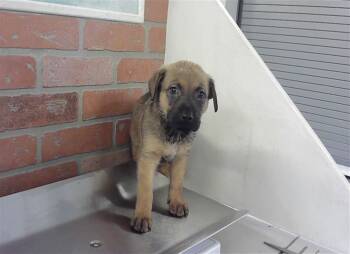 Labrador Retriever and Mixed Breed Dogs Available for Adoption in Houston, Texas - MARCUS | PetCurious