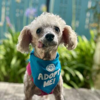 Belle -  Poodle Dog for Adoption in Pacific Grove, California - Belle | PetCurious