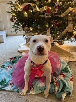 Mixed Breed Dogs Available for Adoption in Chamblee, Georgia - Topanga | PetCurious
