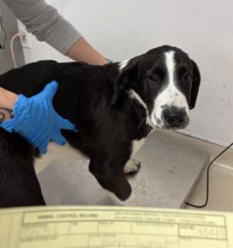 Standard Poodle and Shepherd Dogs Available for Adoption - Tre Cool | PetCurious