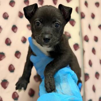 Mila -  German Shepherd Dog and Terrier Dog for Adoption in San Antonio, Texas - Mila | PetCurious