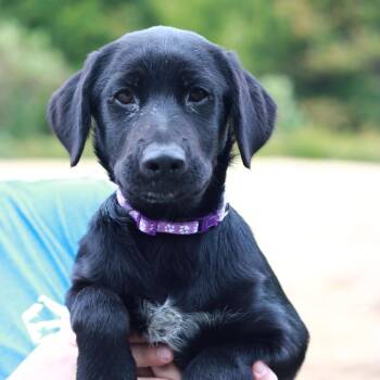 CT Hattie -  Black Labrador Retriever and Mixed Breed Dog for Adoption in Eastford, Connecticut - CT Hattie | PetCurious