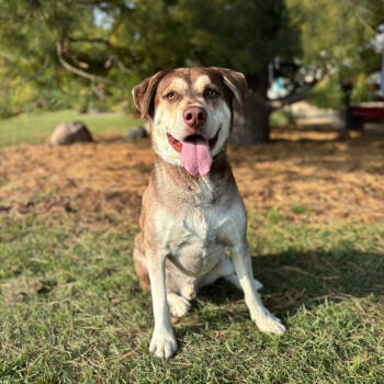 Rescue Husky and Labrador Retriever Dogs for Adoption in Fargo, North Dakota - Gustav***ADOPTION PENDING*** | PetCurious