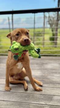 Rescue Terrier Dogs for Adoption in Herndon, Virginia - Ben | PetCurious