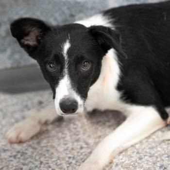 Uno (S26-159) -  Border Collie Dog for Adoption in Peyton, Colorado - Uno (S26-159) | PetCurious