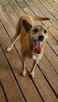 Rescue Italian Greyhound and Chihuahua Dogs for Adoption in Kinsey, Alabama - Coco | PetCurious