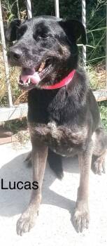 Lucas -  Alaskan Malamute and Shepherd Dog for Adoption in Fallbrook, California - Lucas | PetCurious