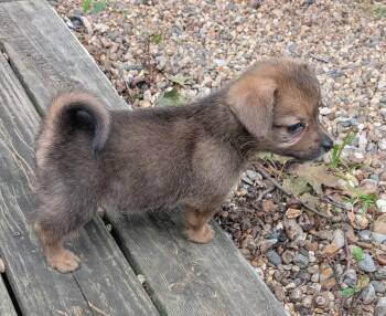 Beary -  Beagle and Dachshund Dog for Adoption in WDM, Iowa - Beary | PetCurious