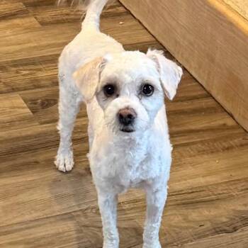 Bethany -  Maltese and Mixed Breed Dog for Adoption in Las Vegas, Nevada - Bethany | PetCurious
