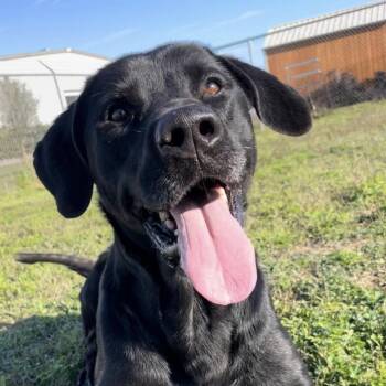 Black Labrador Retriever and Mixed Breed Dogs Available for Adoption in Cedarburg, Wisconsin - Storm | PetCurious