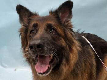 Lana -  German Shepherd Dog and Mixed Breed Dog for Adoption in Minneapolis, Minnesota - Lana | PetCurious