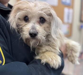 Shih Tzu and Yorkshire Terrier Dogs Available for Adoption in Disputanta, Virginia - Bus Boy | PetCurious