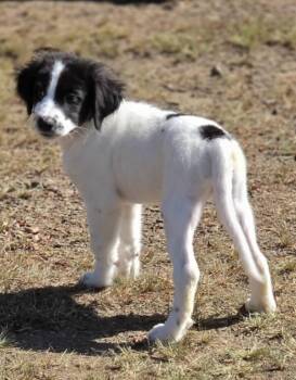 Easton -  Great Pyrenees and Labrador Retriever Dog for Adoption in Morrilton, Arkansas - Easton | PetCurious