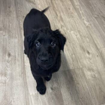 Labrador Retriever Dogs Available for Adoption in Jamestown, North Dakota - Capricorn | PetCurious