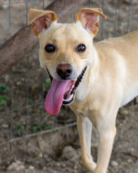 Rescue Mixed Breed Dogs for Adoption in Leander, Texas - Bisquick | PetCurious