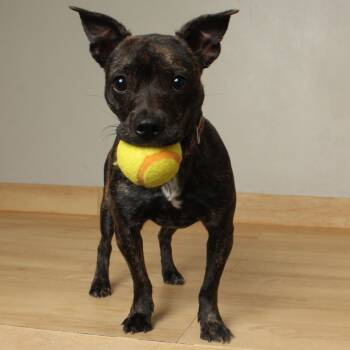 Rescue Boston Terrier and Mixed Breed Dogs for Adoption in Minnetonka, Minnesota - Penelope D66966 | PetCurious