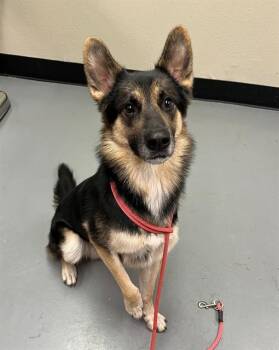 Remi -  Shepherd Dog for Adoption in Phoenix, Oregon - Remi | PetCurious