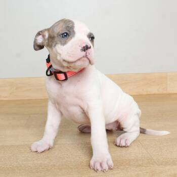 Pit Bull Terrier Dogs Available for Adoption in Minnetonka, Minnesota - Green Olive D68973 | PetCurious