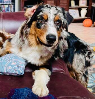 Rescue Australian Shepherd Dogs for Adoption in North Richland Hills, Texas - ARPH# 14642 - "Kanyon" | PetCurious