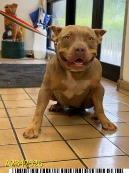 KESHA -  Mixed Breed Dog for Adoption in West Palm Beach, Florida - KESHA | PetCurious
