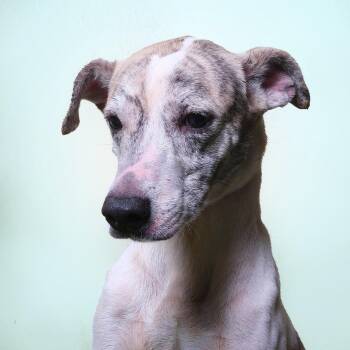 Rescue Galgo Spanish Greyhound Dogs for Adoption in San Juan, San Juan - Polo | PetCurious