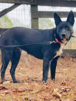 Australian Kelpie Dogs Available for Adoption in Social Circle, Georgia - Cleo | PetCurious