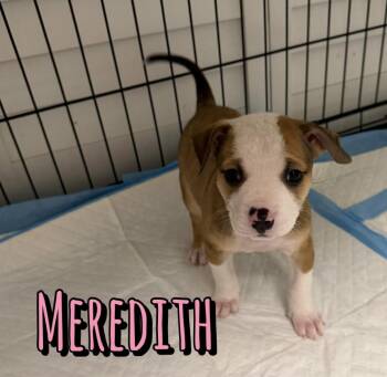 Meredith -  American Staffordshire Terrier Dog for Adoption in Houston, Texas - Meredith | PetCurious