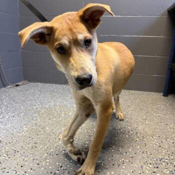 TUSC-Stray-84784 -  Shepherd and Mixed Breed Dog for Adoption in Tuscaloosa, Alabama - TUSC-Stray-84784 | PetCurious