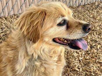 SALLY -  Field Spaniel and Mixed Breed Dog for Adoption in Albuquerque, New Mexico - SALLY | PetCurious