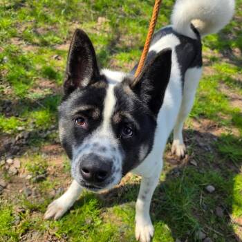 Akita Dogs Available for Adoption in Jersey City, New Jersey - Oreo | PetCurious