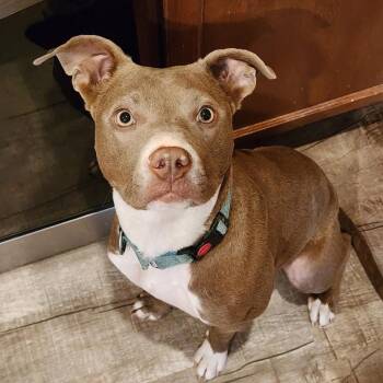 Labrador Retriever Dogs Available for Adoption in Williston, Vermont - Xena | PetCurious