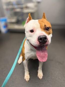 KING -  Pit Bull Terrier and Mixed Breed Dog for Adoption in Albuquerque, New Mexico - KING | PetCurious