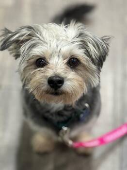 Morkie Dogs Available for Adoption - Ashford | PetCurious